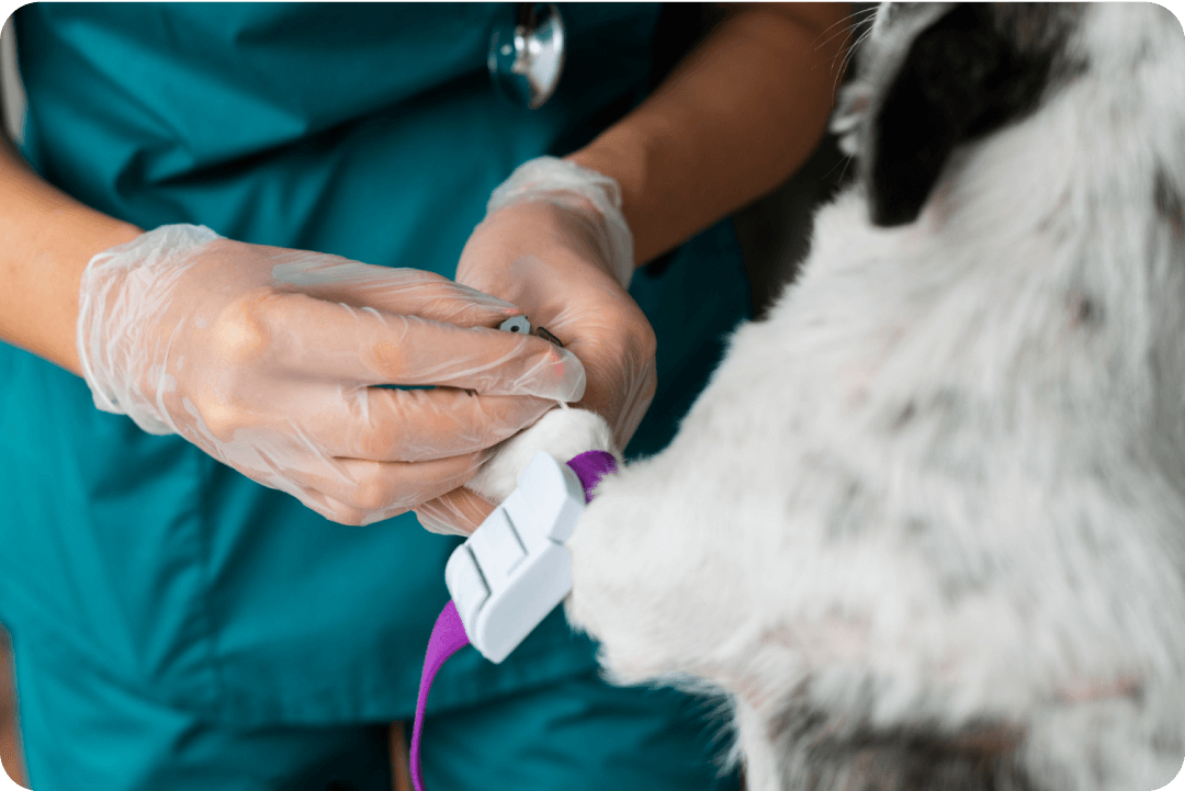 Műtéti tudnivalók